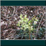 Rheinsteig II 017.jpg